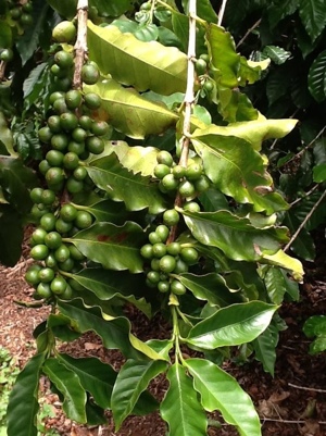 MauiGrown Coffee